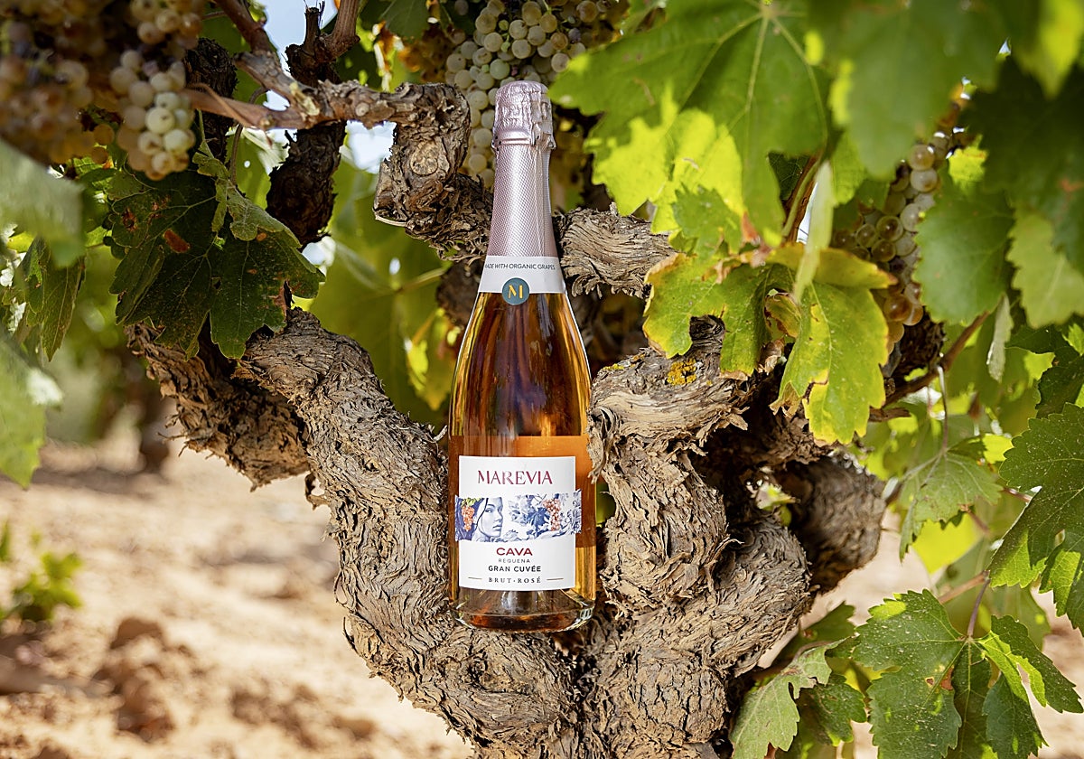 Método tradicional rosado a base de garnacha.