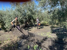 Varios jornaleros en la recolección de la oliva.