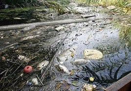 Peces muertos en aguas de la gola del Perelló, este domingo.