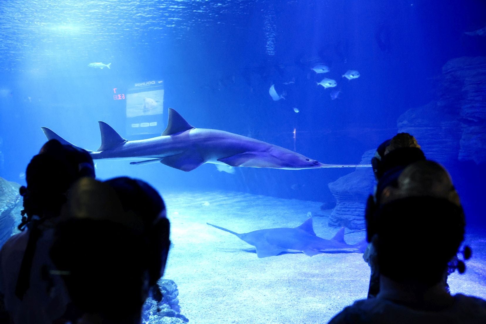 Las candidatas a fallera mayor de Valencia visitan l&#039;Oceanogràfic