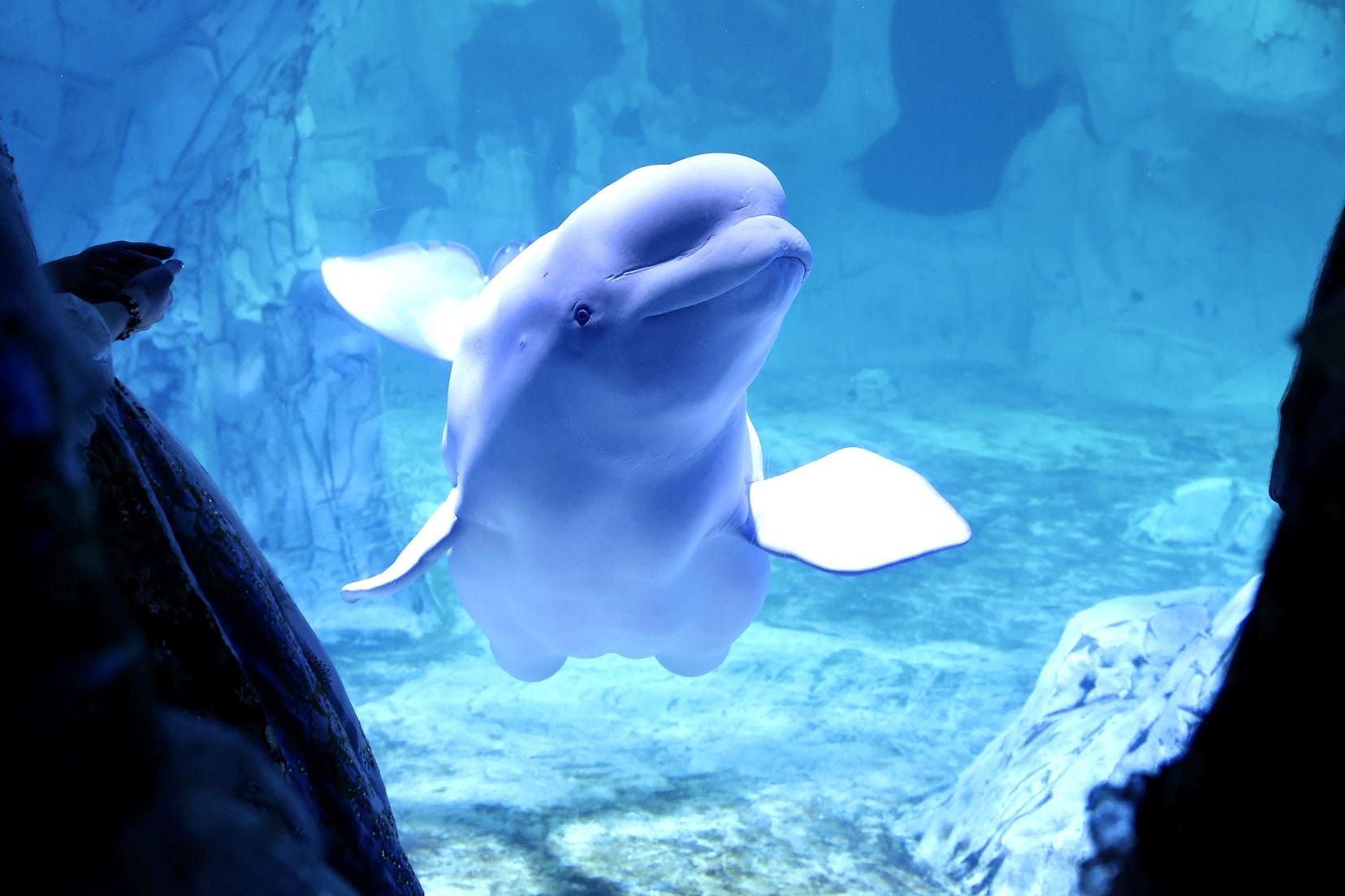 Las candidatas a fallera mayor de Valencia visitan l&#039;Oceanogràfic