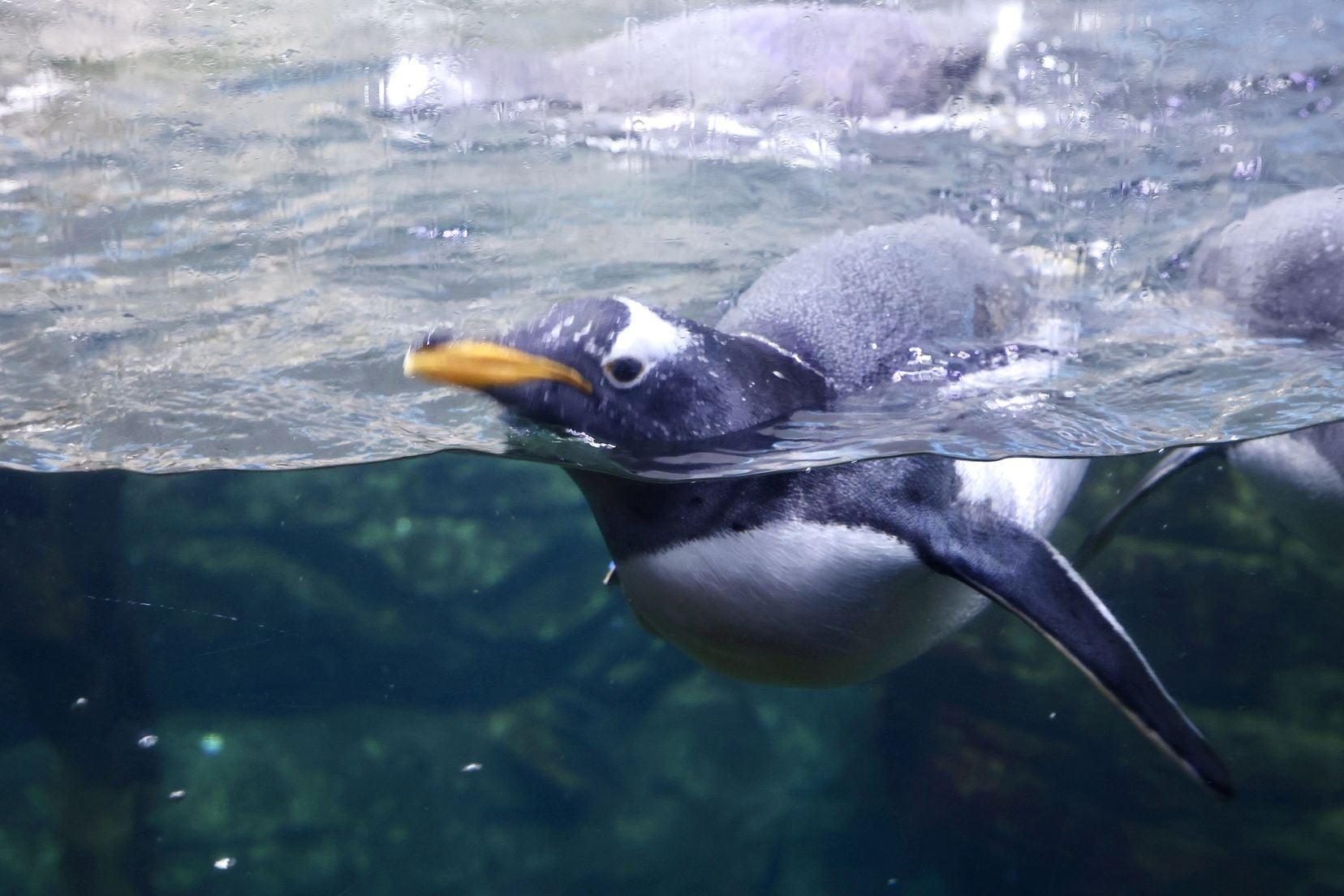Las candidatas a fallera mayor de Valencia visitan l&#039;Oceanogràfic