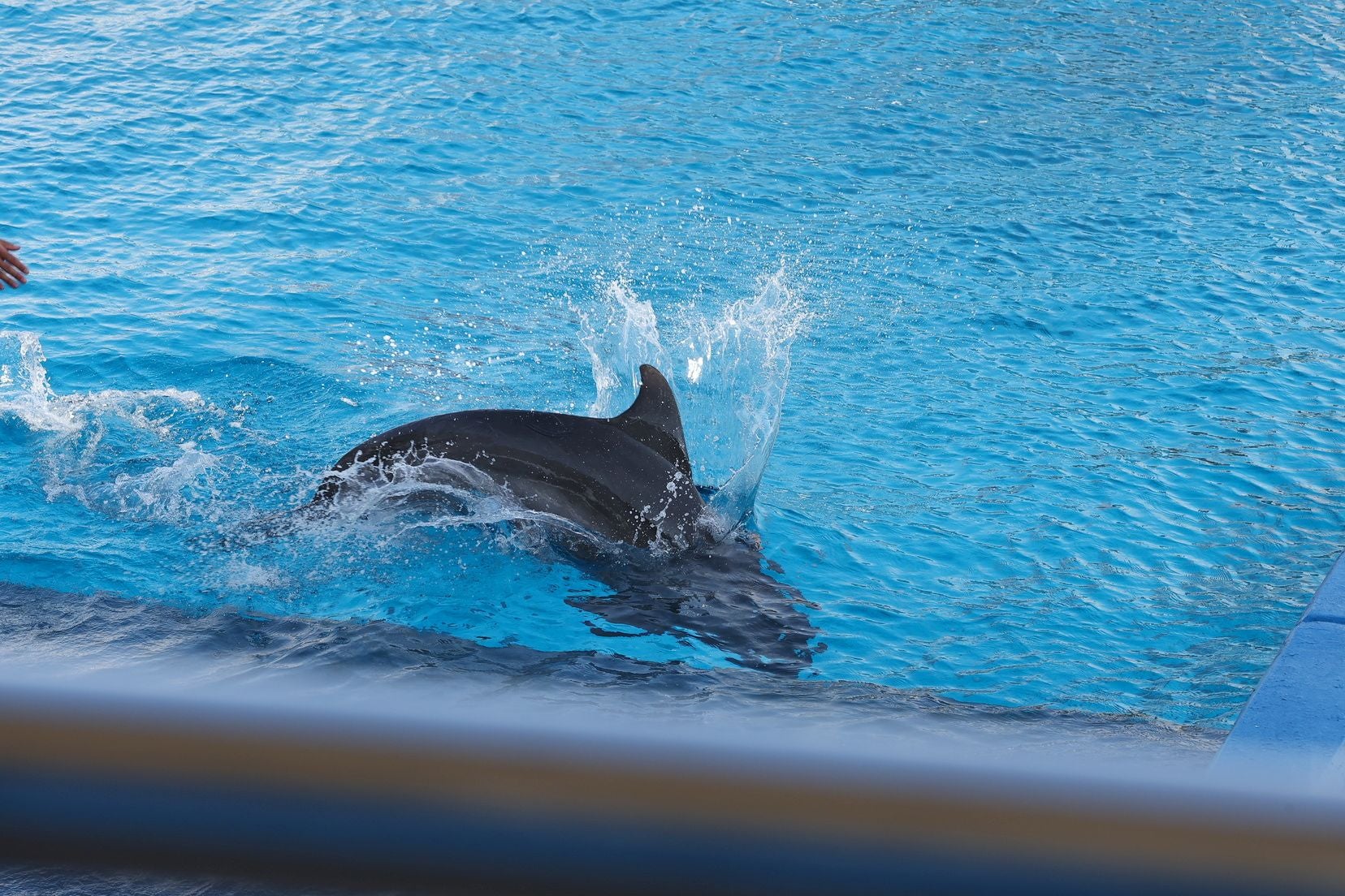 Las candidatas a fallera mayor de Valencia visitan l&#039;Oceanogràfic