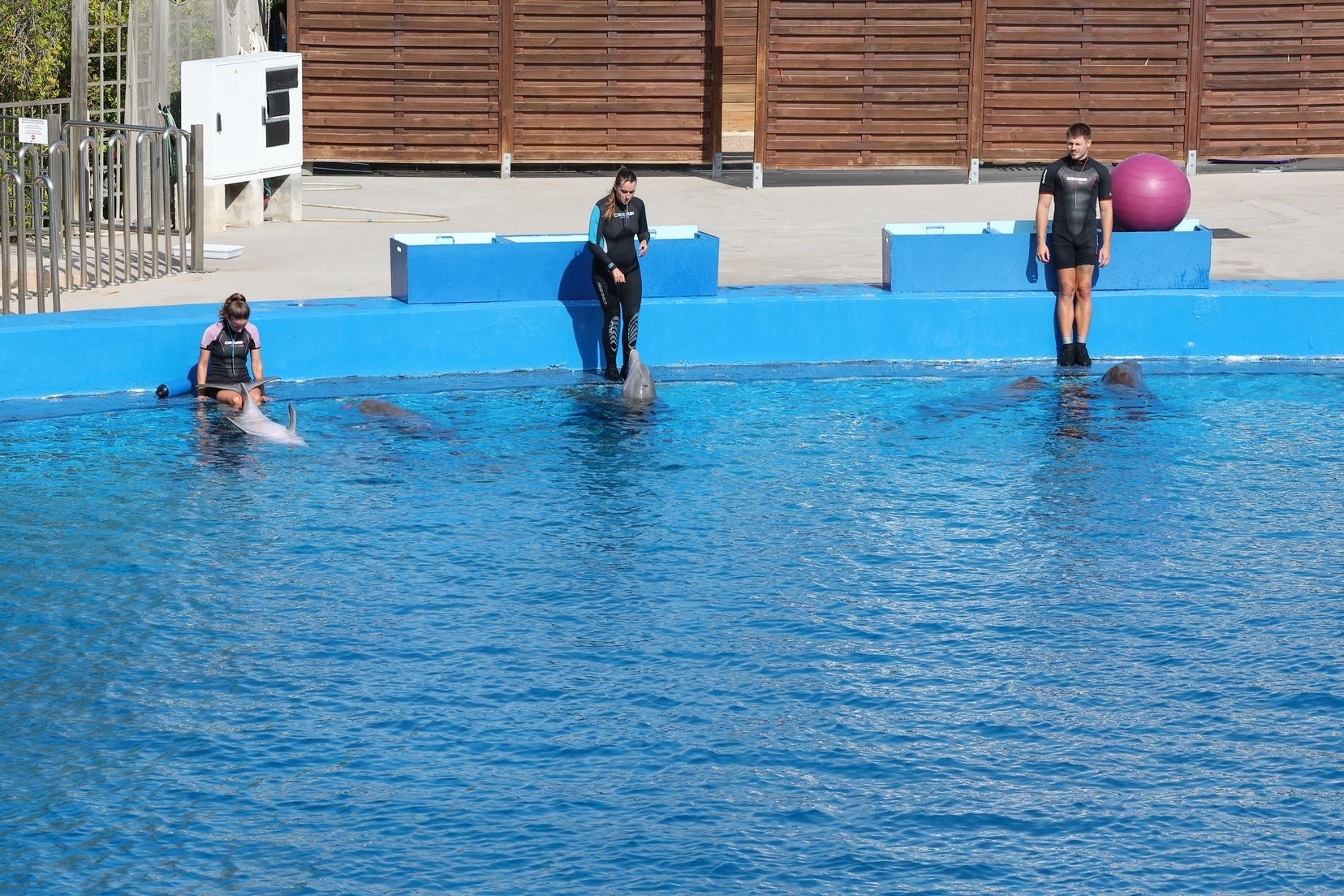 Las candidatas a fallera mayor de Valencia visitan l&#039;Oceanogràfic