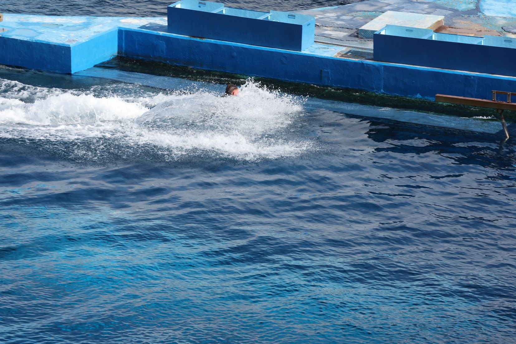Las candidatas a fallera mayor de Valencia visitan l&#039;Oceanogràfic