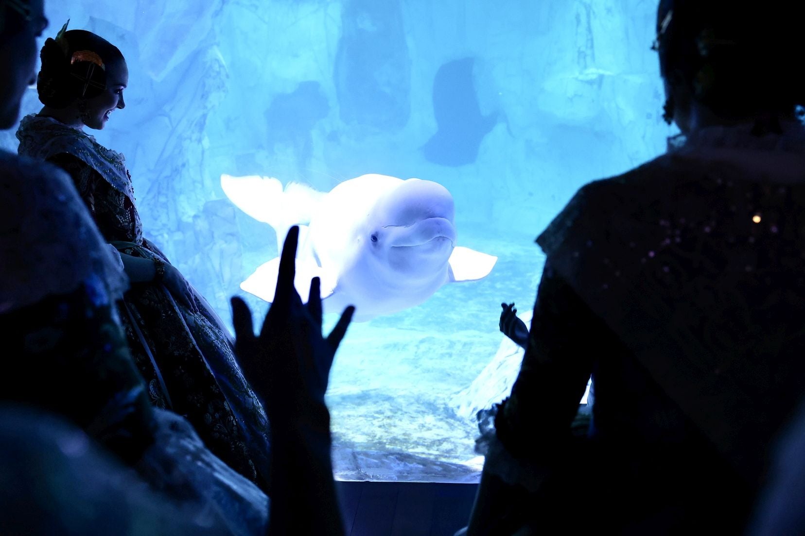 Las candidatas a fallera mayor de Valencia visitan l&#039;Oceanogràfic