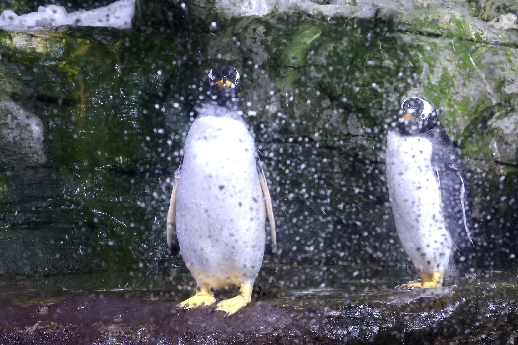 Las candidatas a fallera mayor de Valencia visitan l&#039;Oceanogràfic