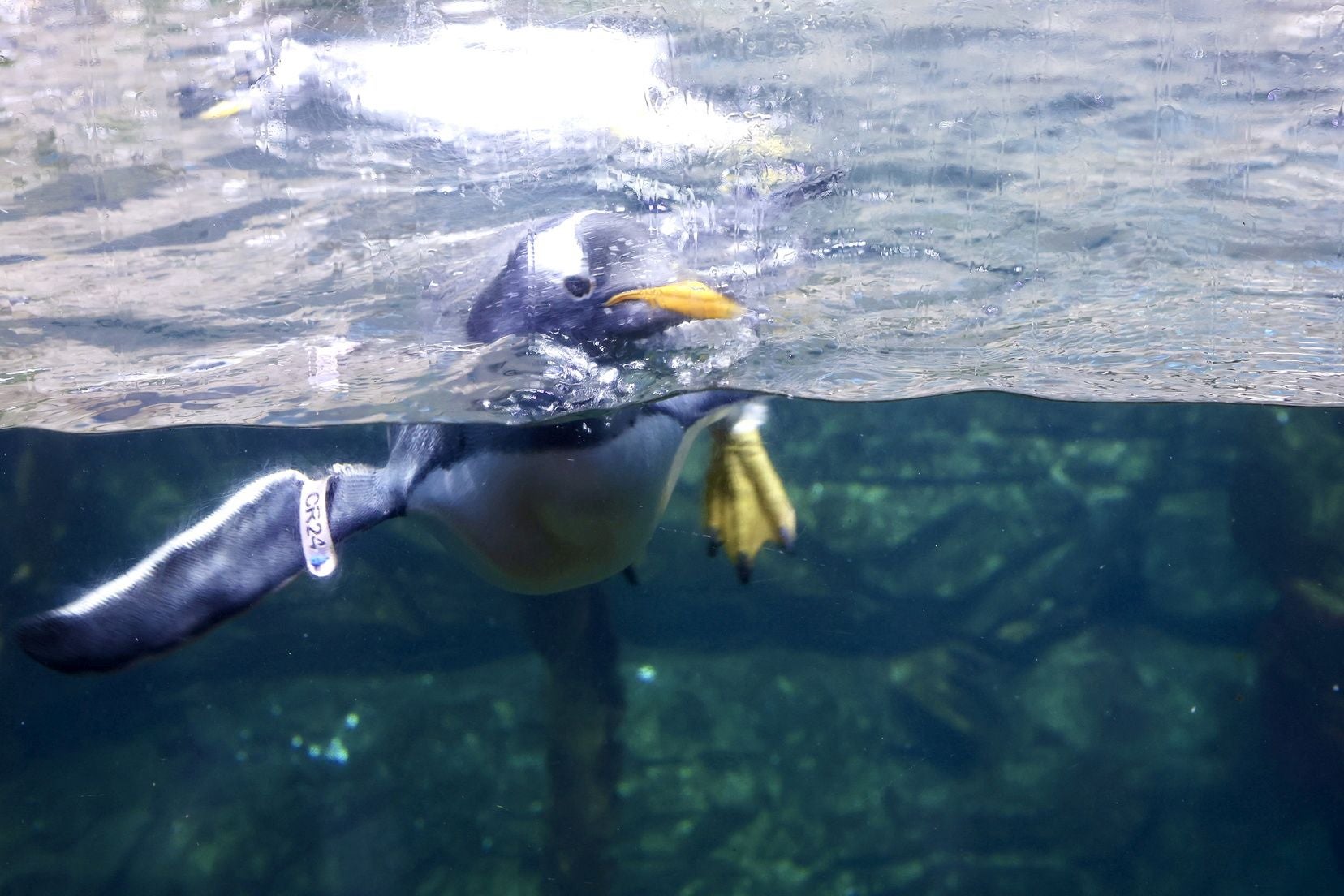 Las candidatas a fallera mayor de Valencia visitan l&#039;Oceanogràfic