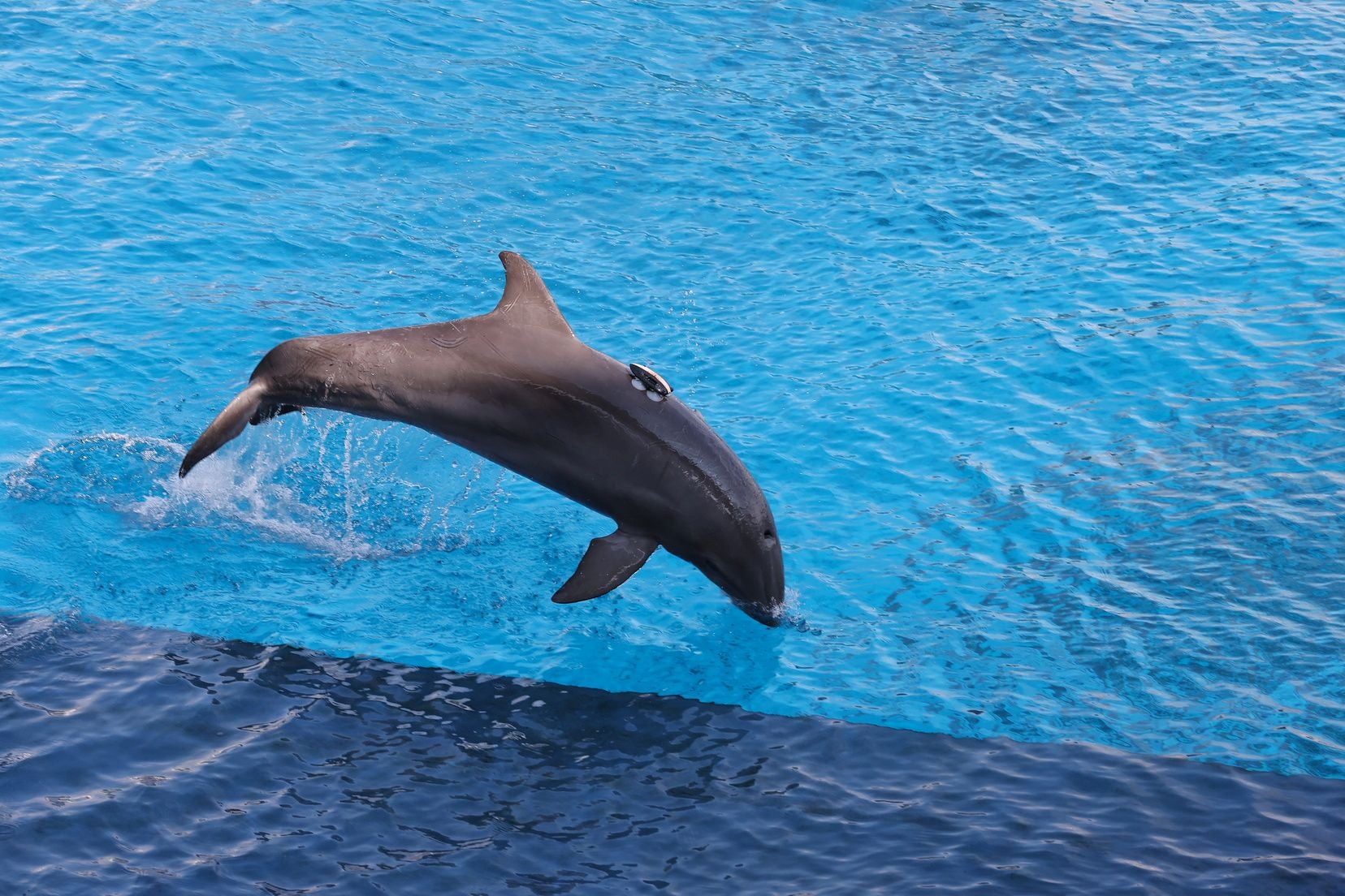 Las candidatas a fallera mayor de Valencia visitan l&#039;Oceanogràfic