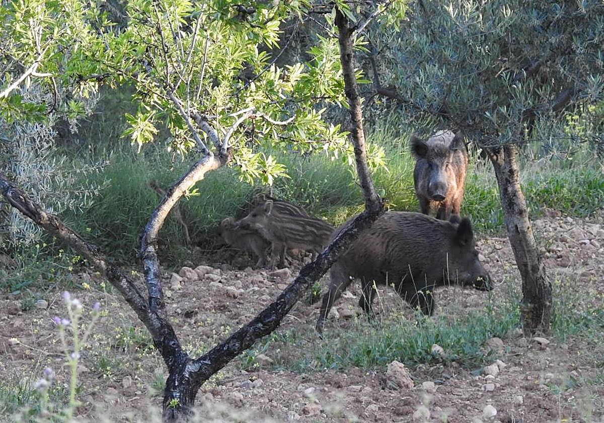 Jabalíes en uno de los parajes.