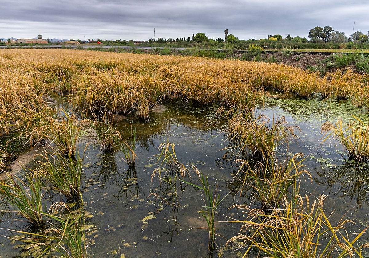 Un campo de arroz encharcado.