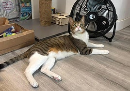 Alergia a los gatos: la verdadera causa de las reacciones alérgicas no es el pelo