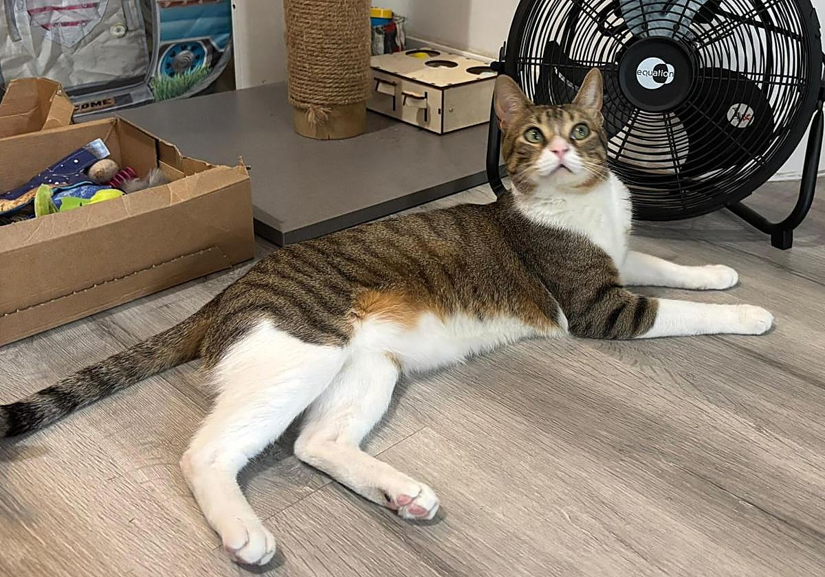 Alergia a los gatos: la verdadera causa de las reacciones alérgicas no es el pelo