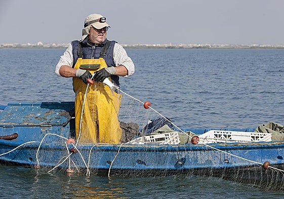 José Luis Torrentí retira los peces de la red que previamente ha extendido en la Albufera.