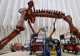 Instalación de la réplica del dinosaurio.