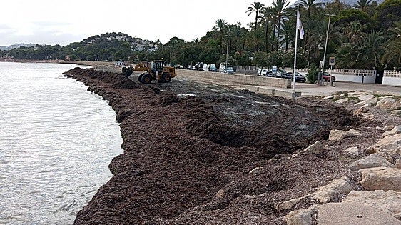 La pala trabajando esta mañana en la Marineta Cassiana.