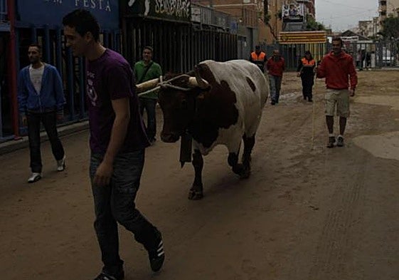 Res protagonista de la cagada del manso, en una imagen de archivo.