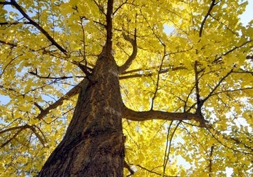 El pueblo a una hora de Valencia con un paisaje otoñal de ensueño