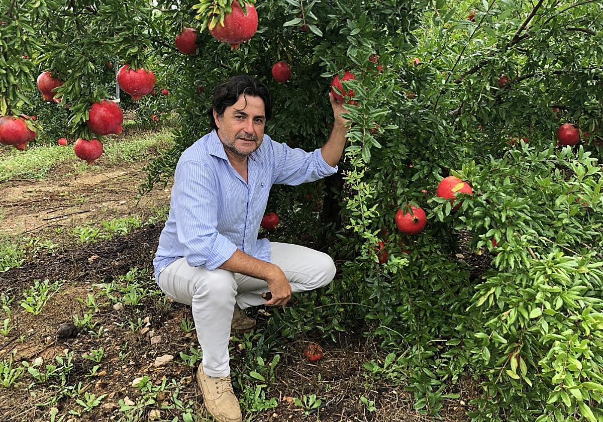 Distinción. Daniel Delgado muestra algunas granadas de una plantación: frutos de gran tamaño y con un rojo intenso, como se demandan hoy preferentemente.