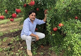 Distinción. Daniel Delgado muestra algunas granadas de una plantación: frutos de gran tamaño y con un rojo intenso, como se demandan hoy preferentemente.