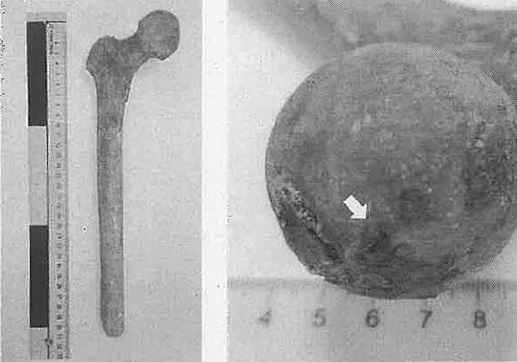 El fémur hallado en las obras del pantalán, y que fue identificado posteriormente.