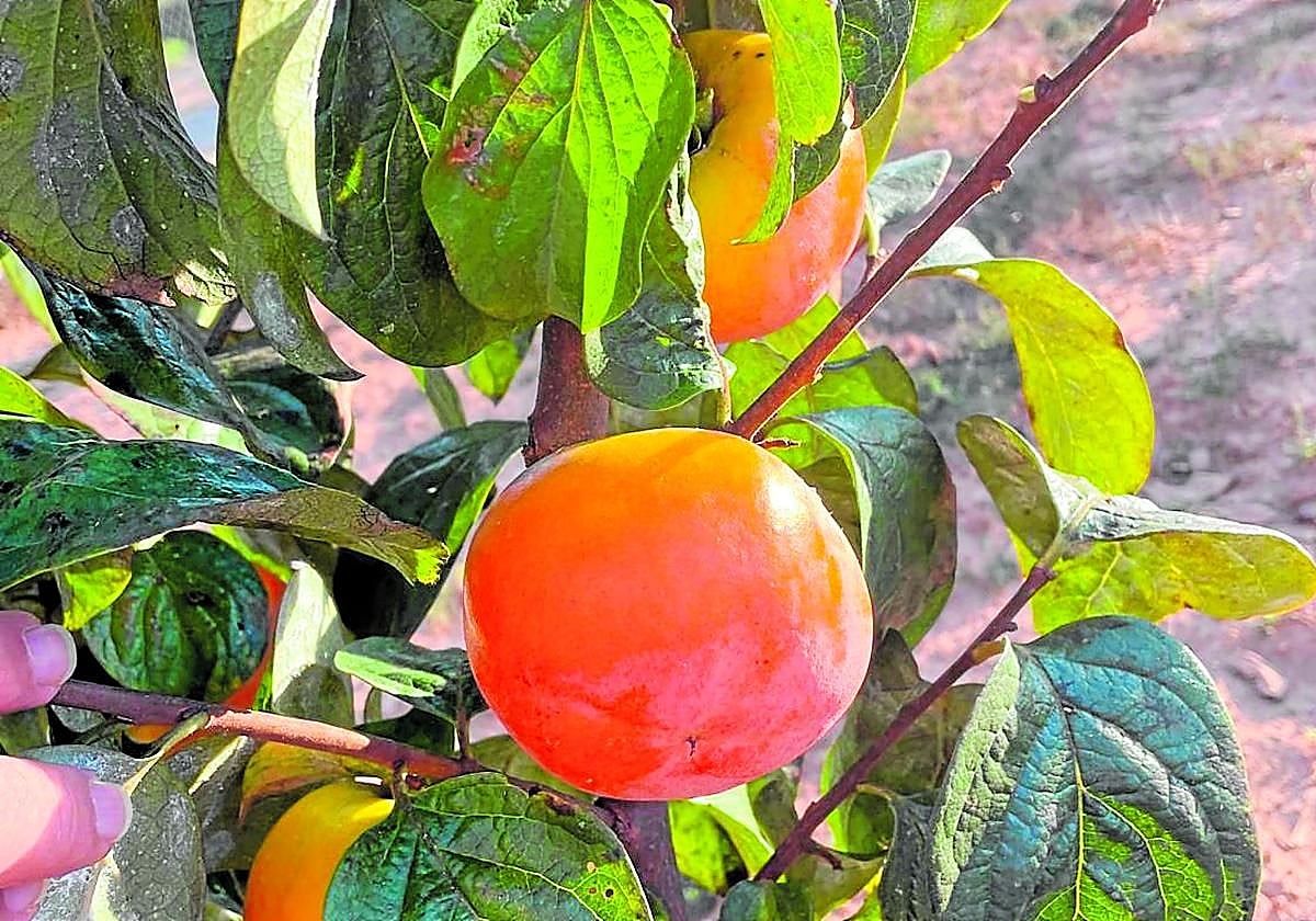 El kaki Oreto ha sido avalado por el sello Sabor del Año 2025.