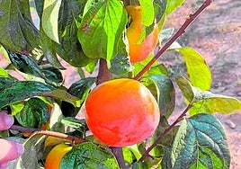 El kaki Oreto ha sido avalado por el sello Sabor del Año 2025.