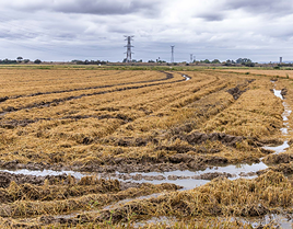 Campos de arroz encharcados por las lluvias.
