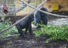 En la imagen unos gorilas.