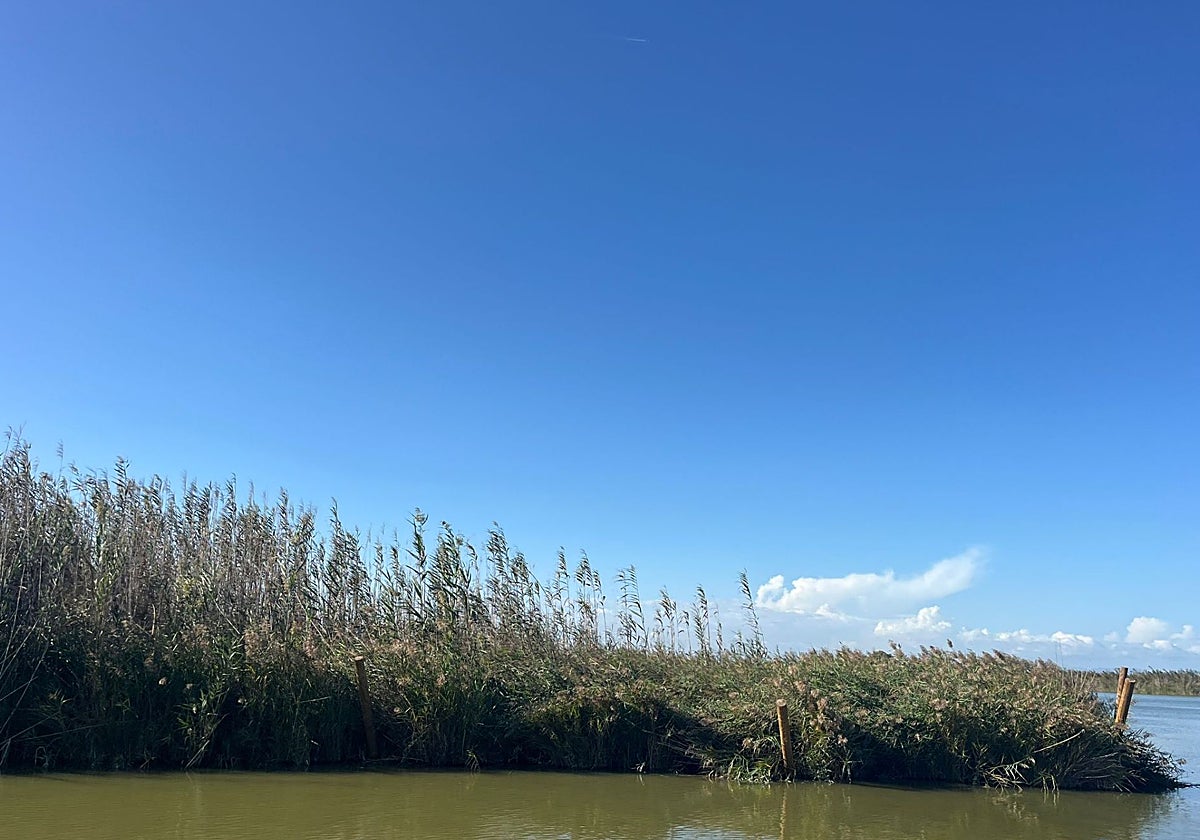 Estado de las estacas de la mata errante de la Albufera.