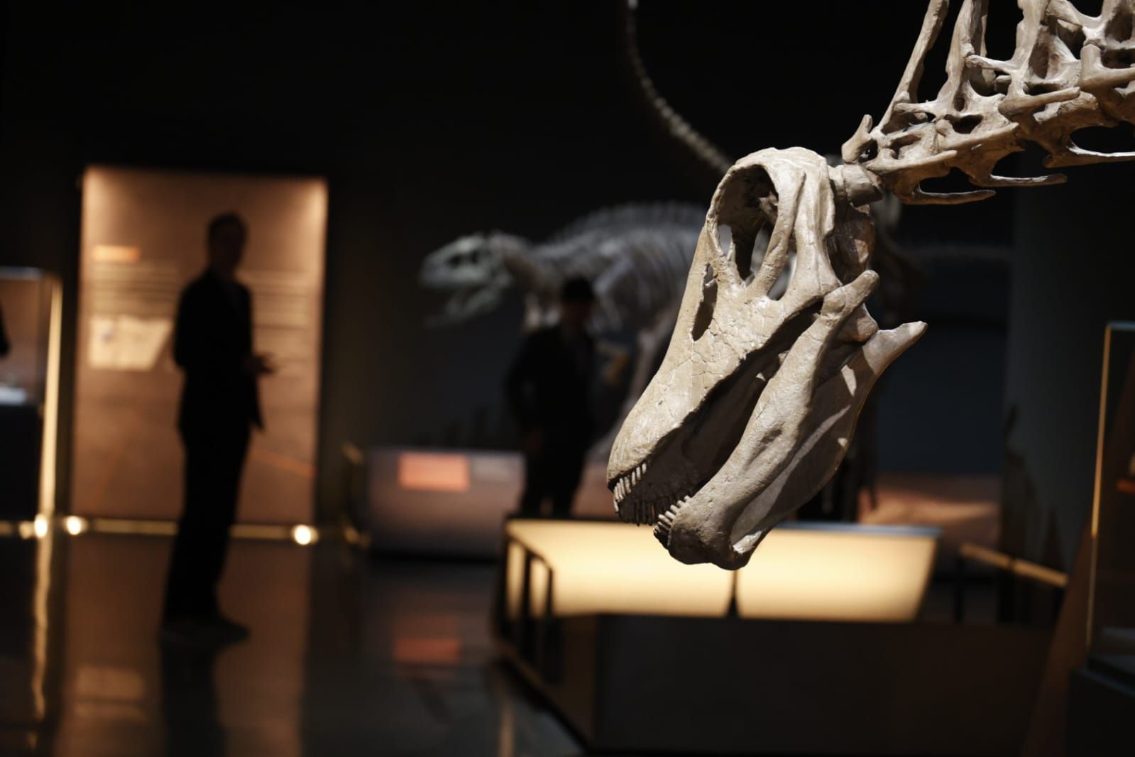 Fotos de la exposición &#039;Dinosaurios de la Patagonia&#039; en CaixaForum