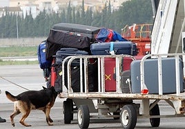 Un perro, junto a un avión.