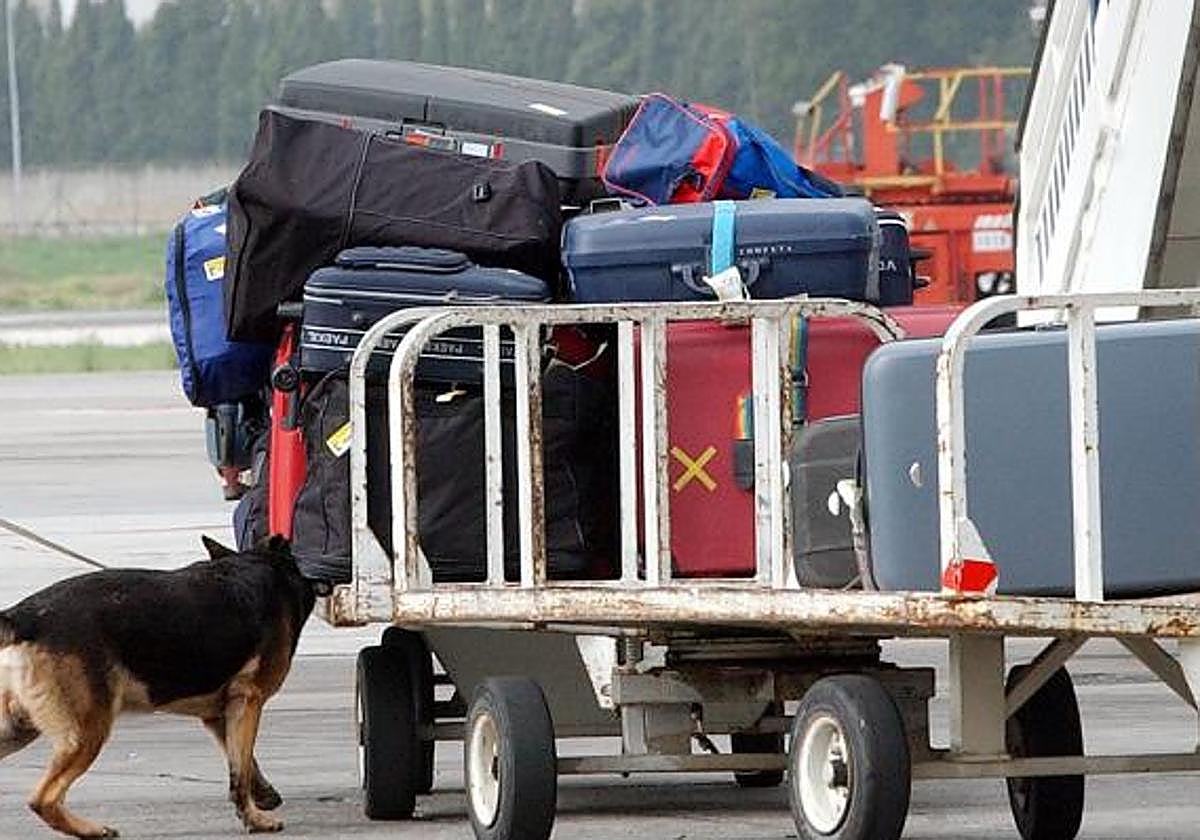 Un perro, junto a un avión.