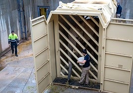 Metzi, en el container en el que ha sido trasladada, para lo cual se la entrenó previamente.