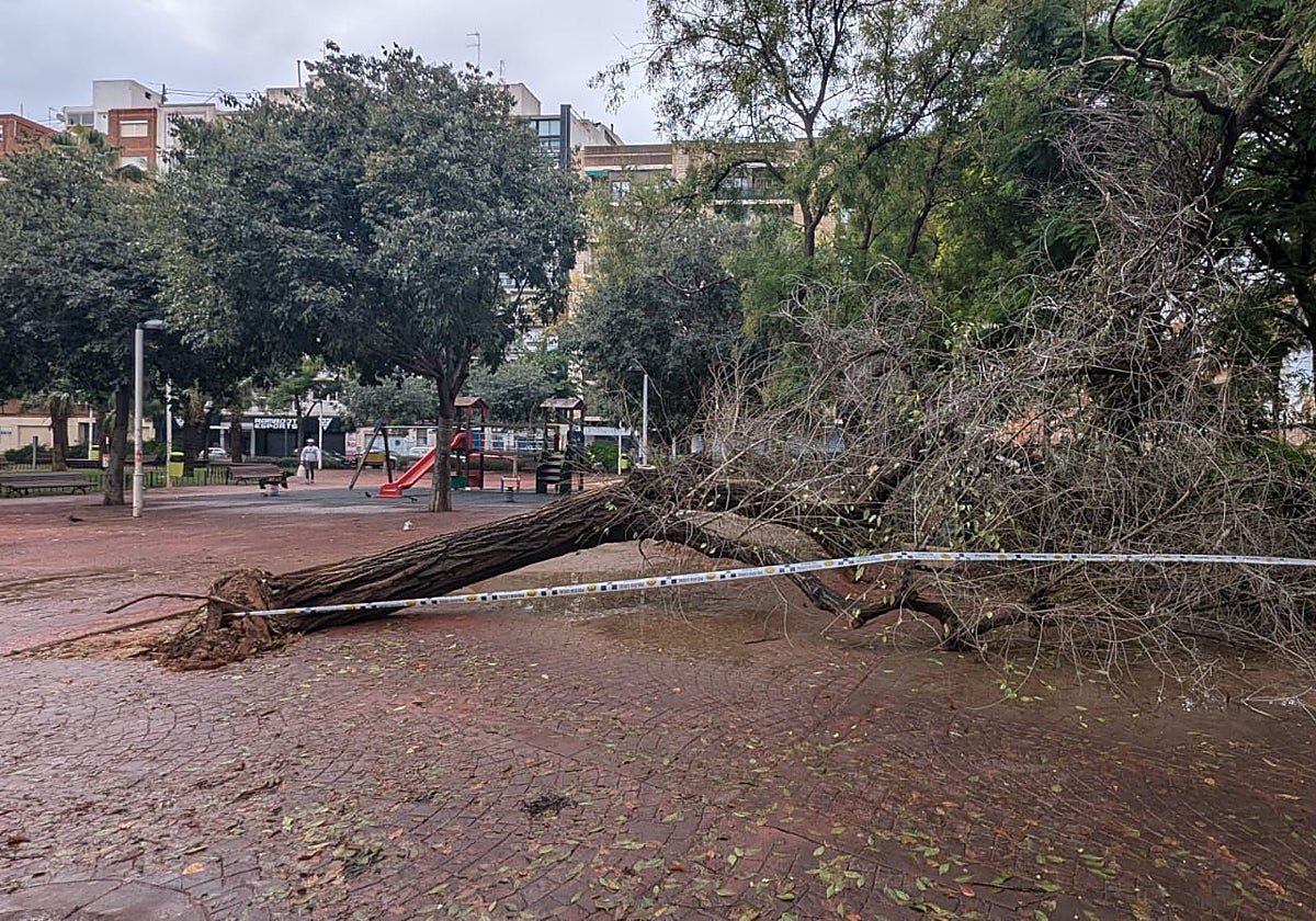 Árbol caído con el temporal Alice en la calle Horticultor Corset.