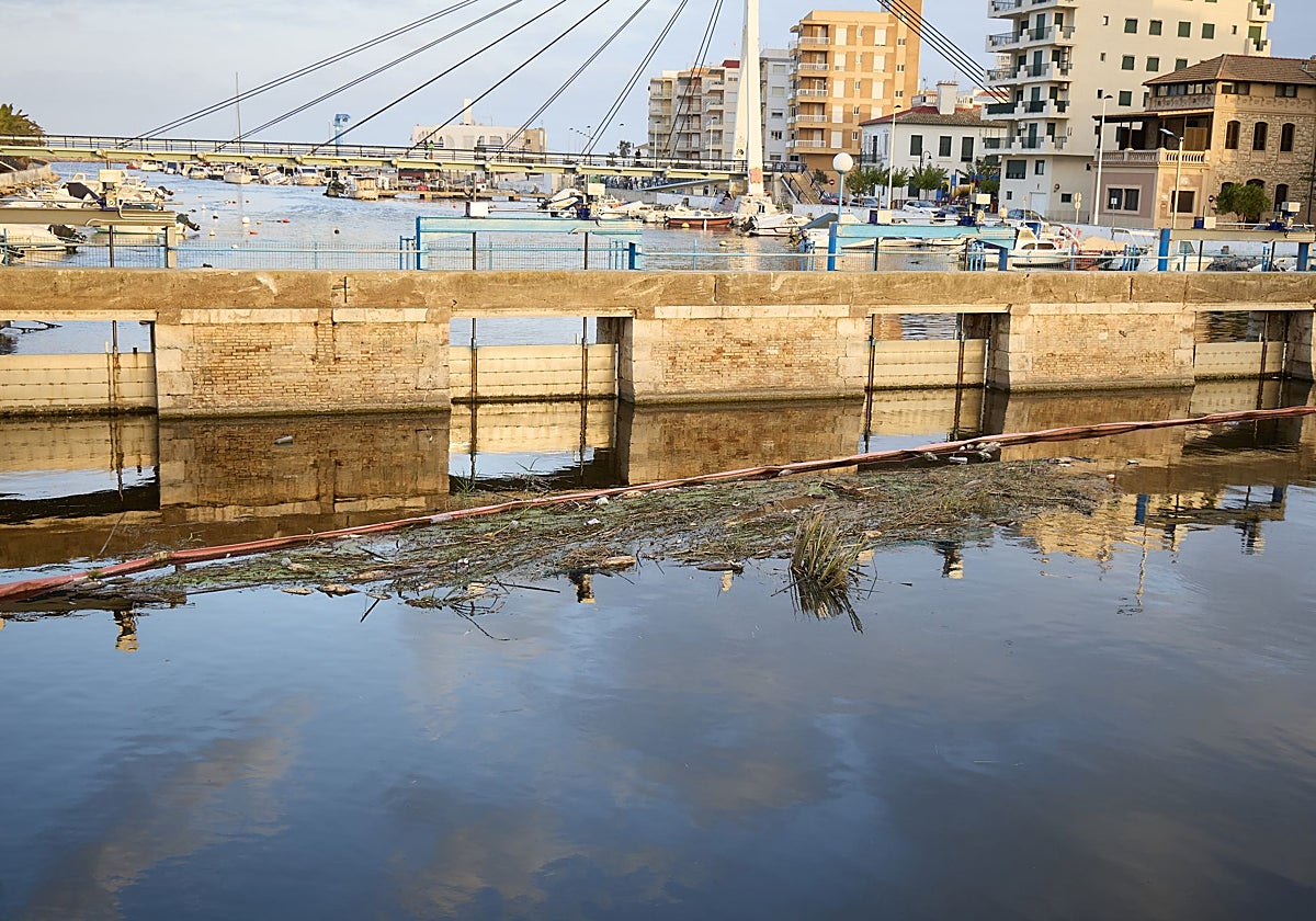Peces muertos en El Perelló.