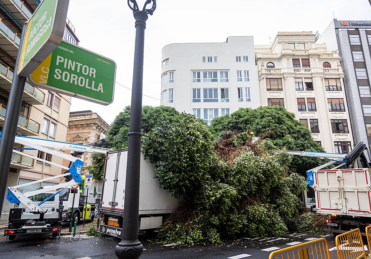 Un ficus monumental caído en la calle Pintor Sorolla hace dos semanas.