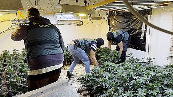 Plantas de marihuana halladas en uno de los registros.