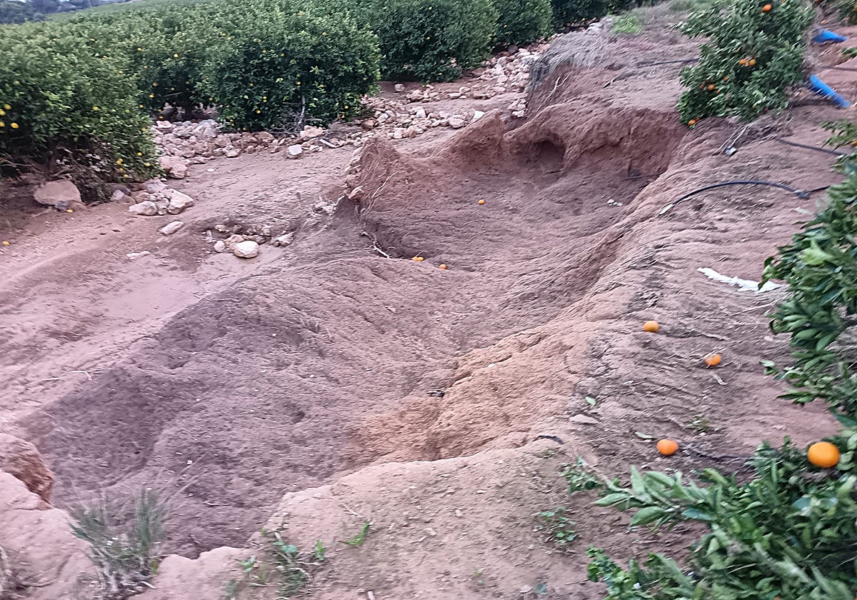 Estado de un campo de naranjas aún no restaurado.