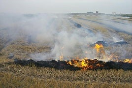 Quema de la paja del arroz.