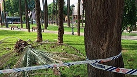 Un árbol sobre varios vehículos en Valencia.