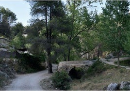 Imágenes del frondoso bosque del que disfrutamos.