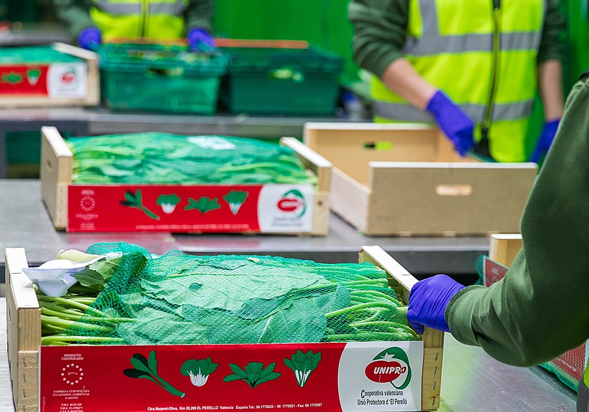 Unipro dedica el 85% de su producción al cultivo de verduras orientales.