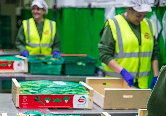 Unipro dedica el 85% de su producción al cultivo de verduras orientales.