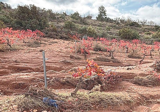 Viñedos afectaos por la dana del año pasado en Utiel.