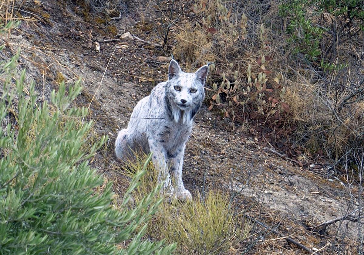 El ejemplar de lince blanco Satureja.