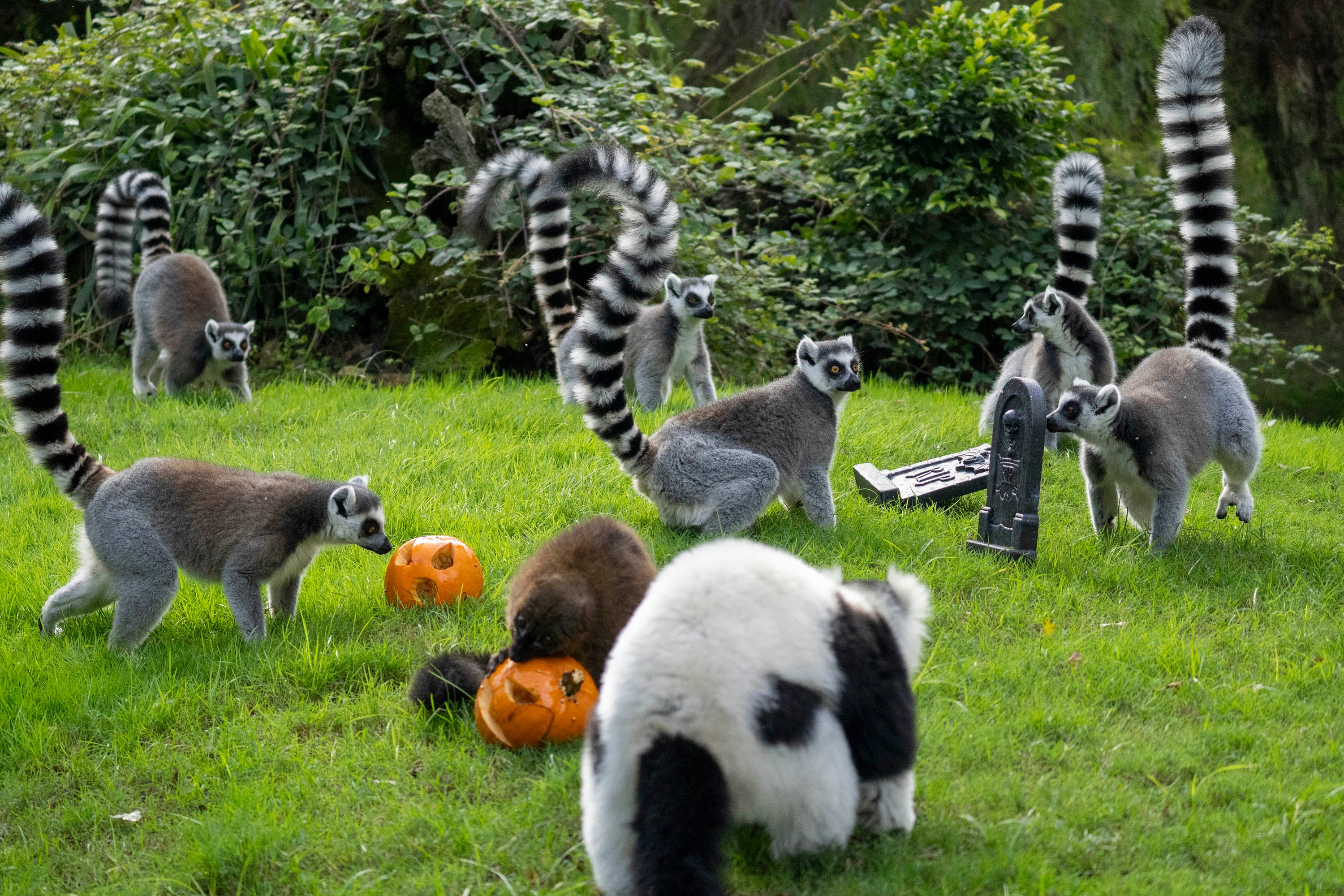 Los animales del Bioparc también disfrutan de Halloween