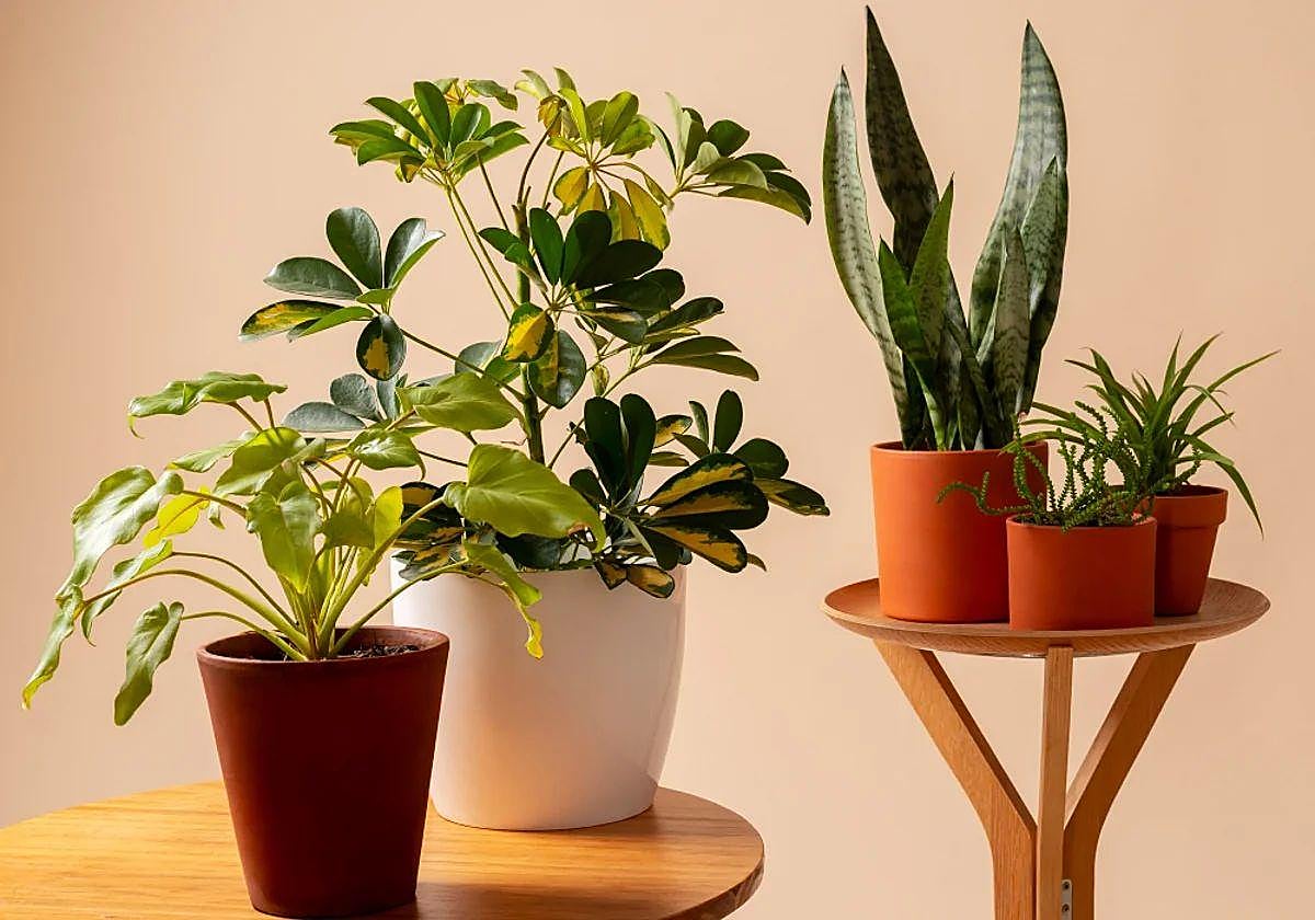 Varias plantas artificiales en una imagen de archivo.