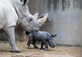 El bebé rinoceronte, vigilado constantemente por la madre.