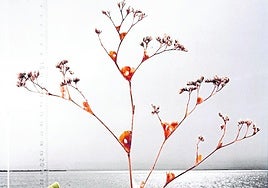 La obra 'Herari Albuferenc' de Joan Fontcuberta.